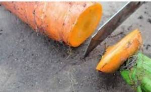 Як зберігати моркву і буряк у погребі